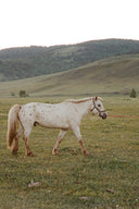 <p>luxury cashmere, made in Mongolia</p>